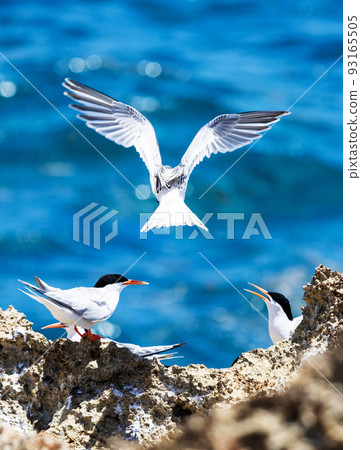 小燕鷗扇動著翅膀 93165505