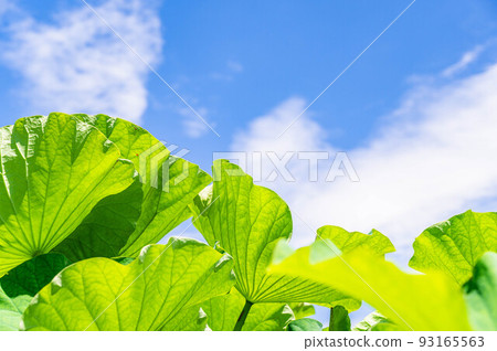 blue sky and lotus leaves 93165563