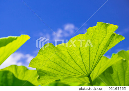 藍天和大荷葉 93165565