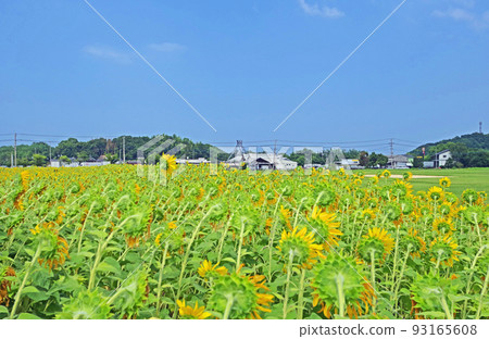 A sunflower field in the ruins next to Shinyoshitomi roadside station in Chikujo-cho, Fukuoka Prefecture A sunflower field in the ruins next to Shinyoshitomi roadside station in Chikujo-cho, Fukuoka Prefecture 93165608