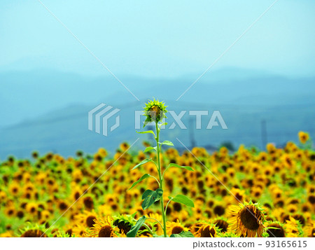 Wide sunflower field and mountain range with yellow flowers 93165615