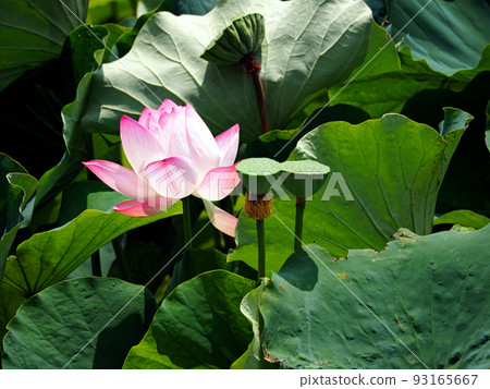 夏天水邊盛開的大蓮花 夏天水邊盛開的大蓮花 93165667