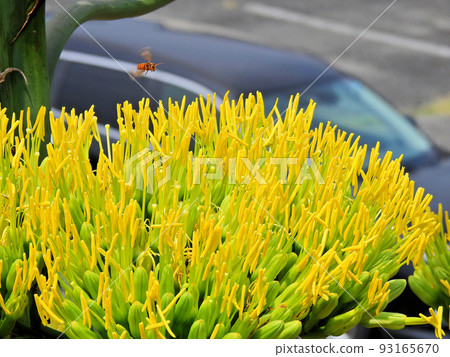 Agave, a plant that blooms once every few decades Agave, a plant that blooms once every few decades 93165670