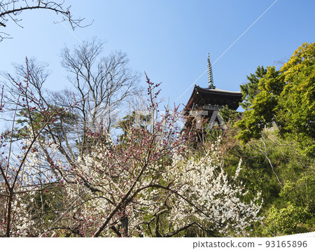 Early spring in Honmoku Sankeien, Yokohama City, Kanagawa Prefecture 93165896