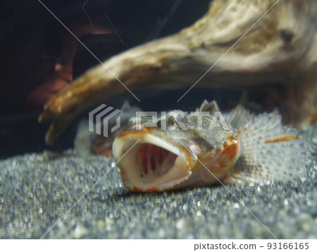 fish fish 93166165