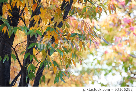 Autumn leaves 93166292