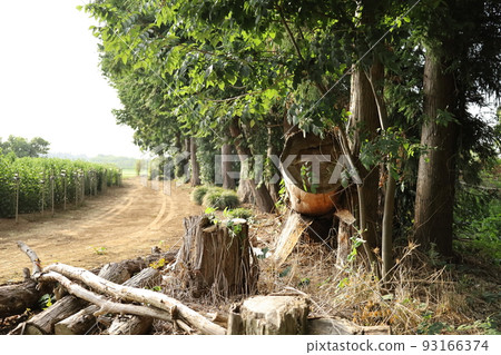 Fallen tree Fallen tree 93166374