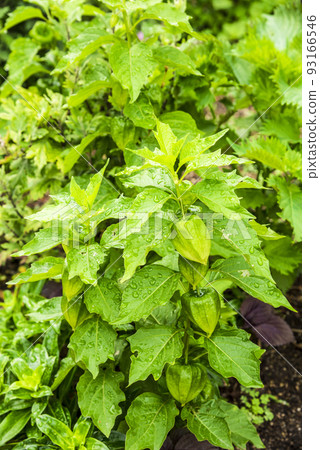茄科 茄科 93166546