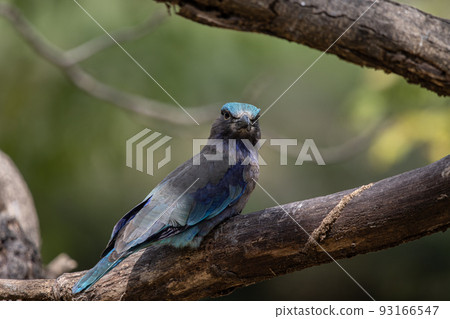 Indian Roller standing on a dry branch tree. Indian Roller standing on a dry branch tree. 93166547