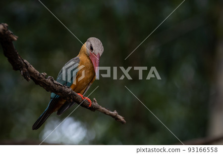 Stork-billed Kingfisher on the branch tree. Stork-billed Kingfisher on the branch tree. 93166558