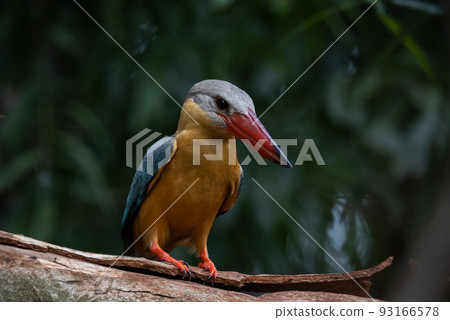 Stork-billed Kingfisher on the branch tree. Stork-billed Kingfisher on the branch tree. 93166578