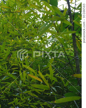 綠茵 綠茵 93166583