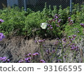 Butterfly 93166595