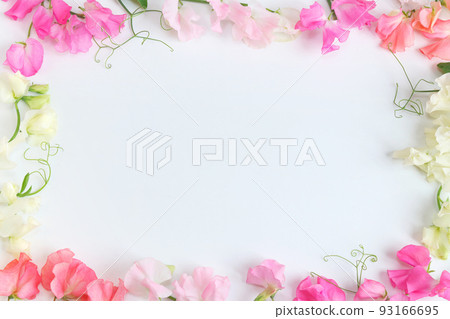 甜豌豆框架 93166695