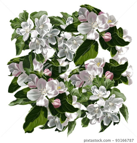 Watercolor apple blossoms and leaves. Realistic illustration of white colors Watercolor apple blossoms and leaves. Realistic illustration of white colors 93166787