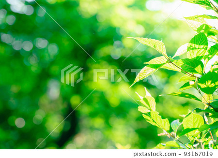 Leaves of fresh green and sun leaves 93167019