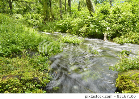 [Myoko Kogen, Niigata Prefecture] Near Shimizu of Utana in Sasagamine Kogen (clear stream) 93167100