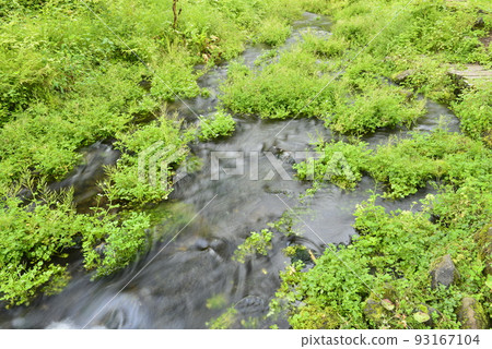 [Myoko Kogen, Niigata Prefecture] Near Shimizu of Utana in Sasagamine Kogen (clear stream) 93167104