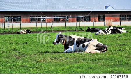 牧場景觀-荷斯坦奶牛 93167186