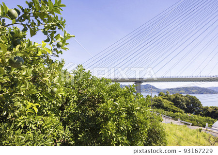 Shimanami Kaido Ikuchijima Setoda Town Lemon Field and Tatara Ohashi Bridge 93167229