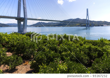 Shimanami Kaido Ikuchijima Setoda Town Lemon Field and Tatara Ohashi Bridge 93167232