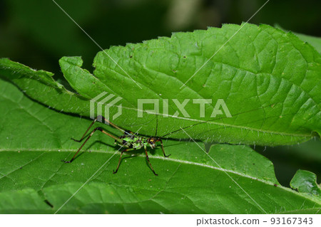 蘆葦的幼蟲（埼玉縣/7月） 93167343