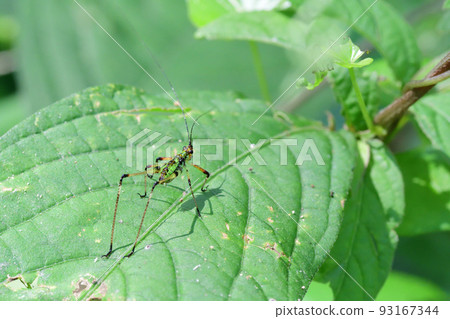 Larvae of the reed beetle (Saitama Prefecture/July) 93167344