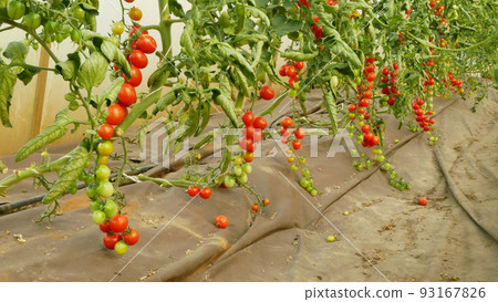 Tomato berry bio branch ripe harvest tomatoes cherry vine crop vegetable red harvesting greenhouse plant grow folio field Solanum lycopersicum farm farming brushwood modern growth garden organic Tomato berry bio branch ripe harvest tomatoes cherry vine crop vegetable red harvesting greenhouse plant grow folio field Solanum lycopersicum farm farming brushwood modern growth garden organic 93167826