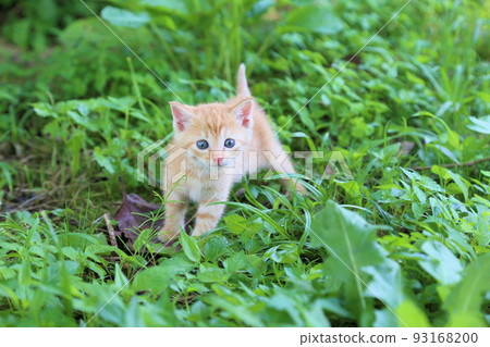 About a month old, a brown tiger stray cat baby, a cute protected cat kitten About a month old, a brown tiger stray cat baby, a cute protected cat kitten 93168200