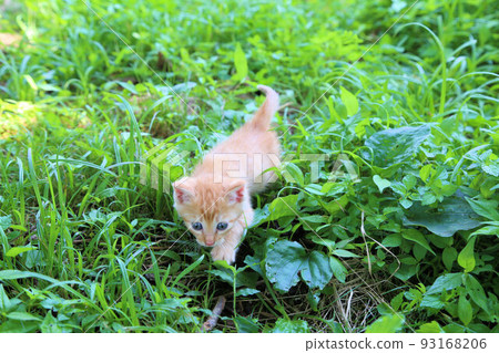 About a month old, a brown tiger stray cat baby, a cute protected cat kitten About a month old, a brown tiger stray cat baby, a cute protected cat kitten 93168206