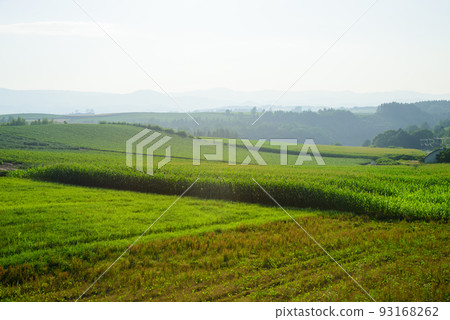Landscape of summer beauty Landscape of summer beauty 93168262