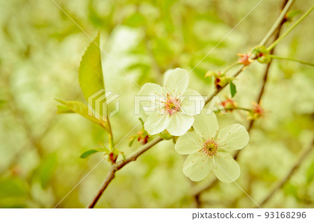 flowering buds flowering buds 93168296