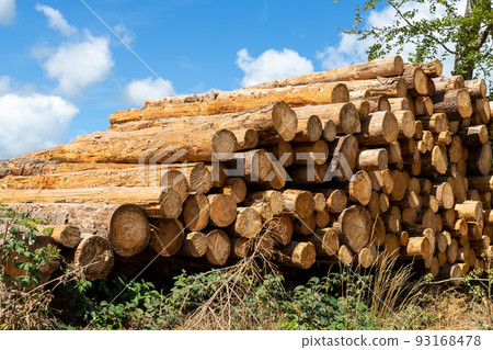 Big pile of wooden timber pine logs stacked near dirt road countryside against blue sky and forest. Sawmill woods cutting industry. Illegal deforestation. Firewood logging for winter heating 93168478