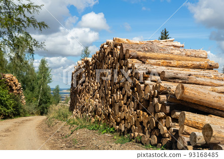 Big pile of wooden timber pine logs stacked near dirt road countryside against blue sky and forest. Sawmill woods cutting industry. Illegal deforestation. Firewood logging for winter heating Big pile of wooden timber pine logs stacked near dirt road countryside against blue sky and forest. Sawmill woods cutting industry. Illegal deforestation. Firewood logging for winter heating 93168485