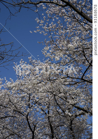 藍天下,公園內的染井吉野櫻花盛開。花兒開得很茂盛。 藍天下,公園內的染井吉野櫻花盛開。花兒開得很茂盛。 93168678