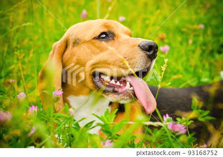 beagle dog 93168752