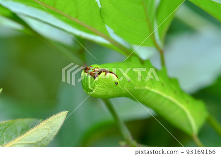 Acosmeryx cast larva 93169166