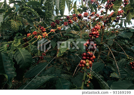 Fresh coffee berries or fruit in an organic eco-friendly coffee plantation 93169199