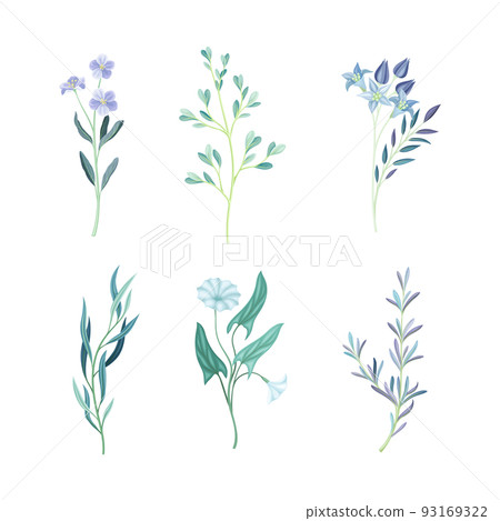 Blue Floral Twigs with Leaf and Floret on Curved Stem as Fresh Garden Botany Vector Set Blue Floral Twigs with Leaf and Floret on Curved Stem as Fresh Garden Botany Vector Set 93169322