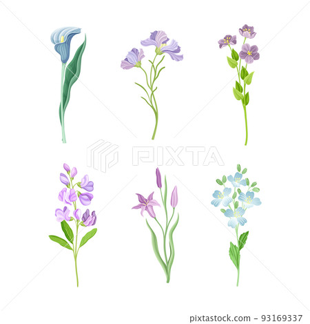 Purple Flower or Delicate Blossom on Green Leafy Stem Vector Set 93169337