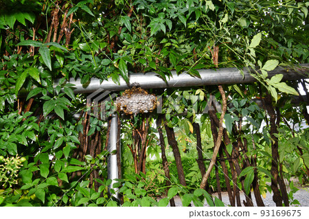 建在南天樹籬中的紙蜂巢 93169675