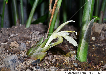  Flower of minga 93169676