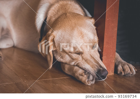 A cute pet Labrador Retriever in deep sleep showing warmth, comfort and the autumn aesthetic mood 93169734