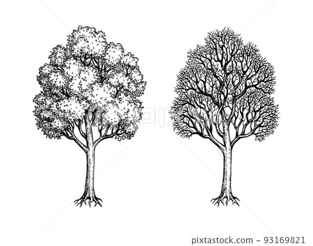 Ink sketch of two maples. 93169821