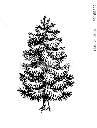 Fir tree ink sketch. 93169822