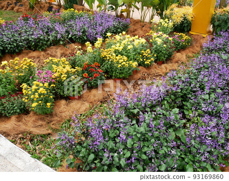 SELANGOR, MALAYSIA -JULY 2, 2022: Various species of tropical flowers are planted in a flower garden. The flowers are arranged and mixed according to the design and theme. SELANGOR, MALAYSIA -JULY 2, 2022: Various species of tropical flowers are planted in a flower garden. The flowers are arranged and mixed according to the design and theme. 93169860