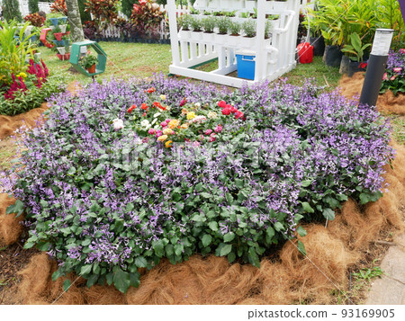 SELANGOR, MALAYSIA -JULY 2, 2022: Various species of tropical flowers are planted in a flower garden. The flowers are arranged and mixed according to the design and theme. SELANGOR, MALAYSIA -JULY 2, 2022: Various species of tropical flowers are planted in a flower garden. The flowers are arranged and mixed according to the design and theme. 93169905