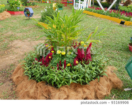 SELANGOR, MALAYSIA -JULY 2, 2022: Various species of tropical flowers are planted in a flower garden. The flowers are arranged and mixed according to the design and theme. SELANGOR, MALAYSIA -JULY 2, 2022: Various species of tropical flowers are planted in a flower garden. The flowers are arranged and mixed according to the design and theme. 93169906