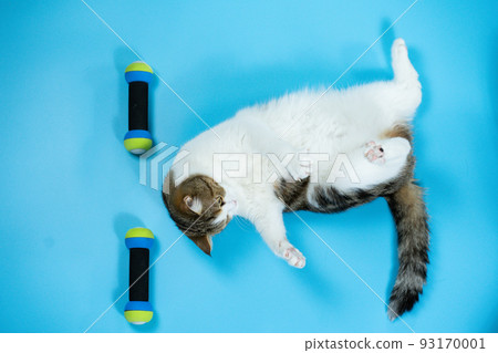 top view scottish cat workout with dumbbell on blue background 93170001