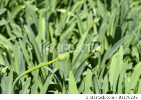African Lily African Lily 93170239